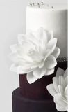 Dahlia - Maxi lupienkový kvet - Biela