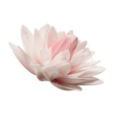 Dahlia - maxi lupienkový kvet - Ružová