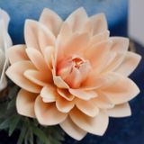 Dahlia - Maxi lupienkový kvet - Marhuľová