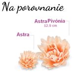 Maxi Astry (12,5 cm) - Losová ružová - výhodné balenie 3ks