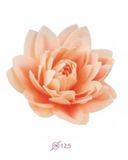 Dahlia - Maxi lupienkový kvet - Marhuľová