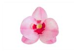 Orchidea Ružová -hotové kvety - VO BAL. 3 x 10 ks