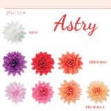 Astry (5,5 cm) - farebný mix č. 2 ( 18 ks)