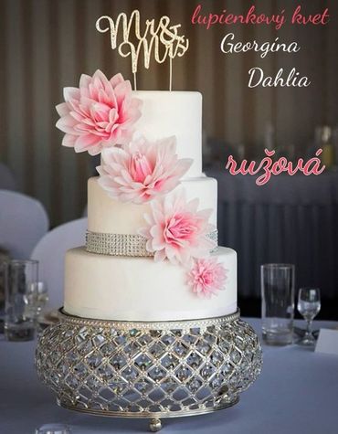 Dahlia - maxi lupienkový kvet - Ružová