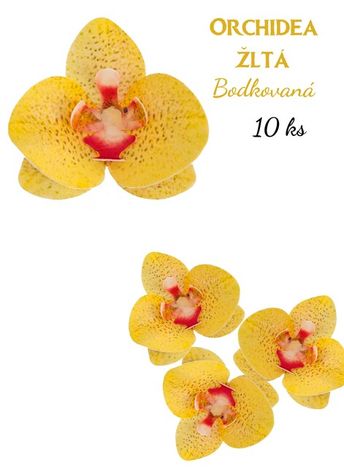 Orchidea žltá Bodkovaná - zvýhodnené balenie 3 x 10 ks