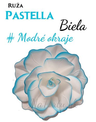 Ruža Pastella - Biela s modrými okrajmi
