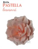 Ruža Pastella - Lososovo ružová