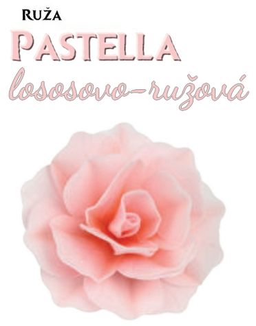 Ruža Pastella - tieňovaná Lososovo ružová